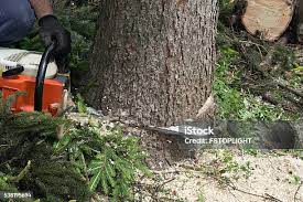 Best Tree Disease Treatment  in Anaheim, CA