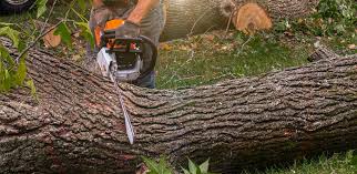 Tree and Shrub Care in Anaheim, CA